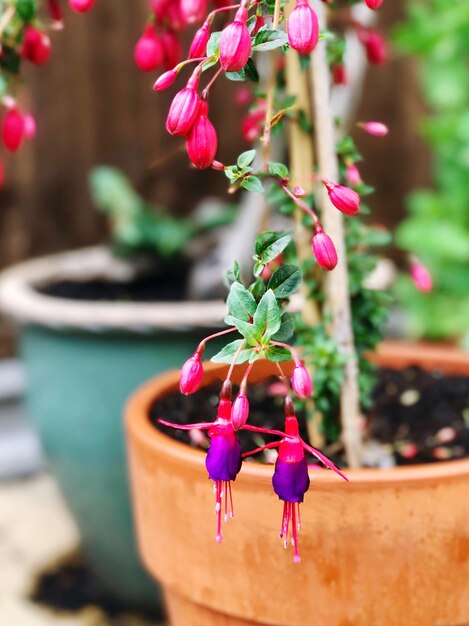 Foto close-up van een roze potplant