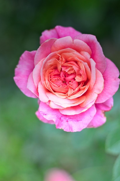Close-up van een roze roos die bloeit in het park