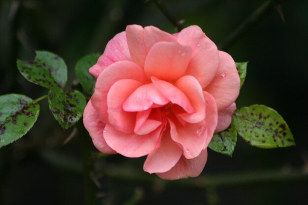 Foto close-up van een roze roos die bloeit