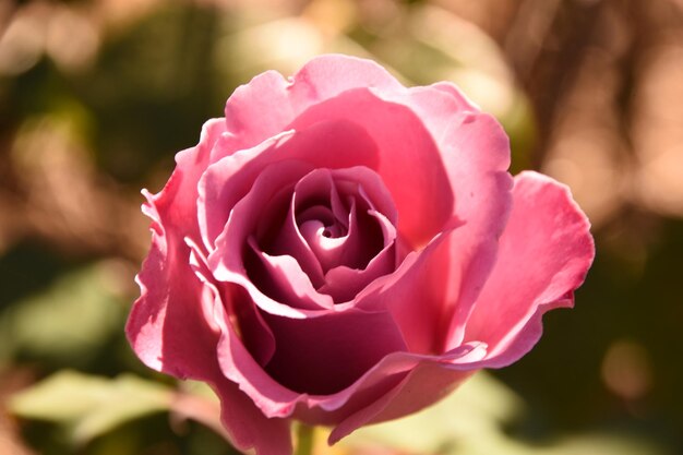 Foto close-up van een roze roos die buiten bloeit