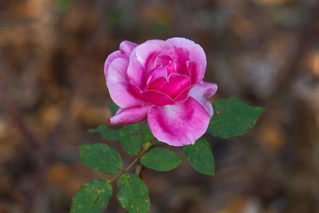 Close-up van een roze roos die buiten bloeit