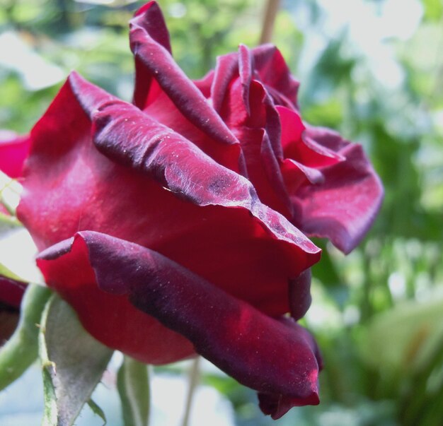 Close-up van een roze roos die buiten bloeit