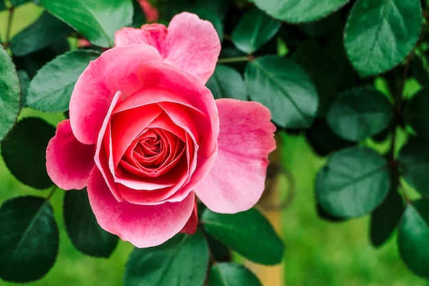 Close-up van een roze roos die buiten bloeit