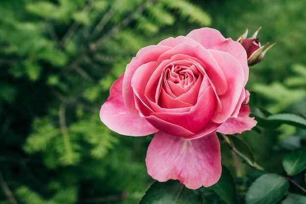 Close-up van een roze roos die buiten bloeit