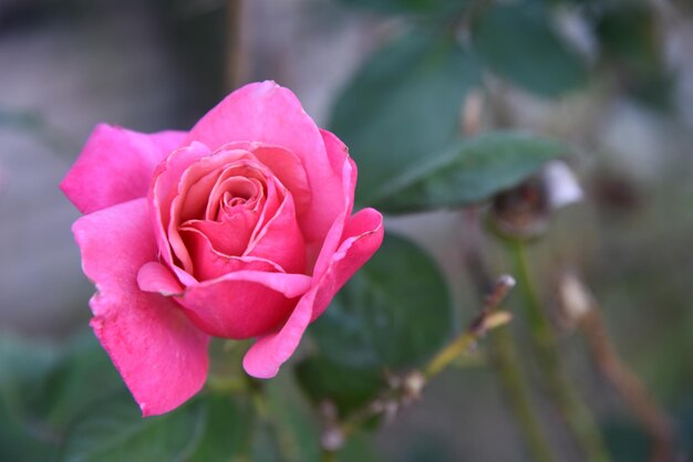 Close-up van een roze roos die buiten bloeit