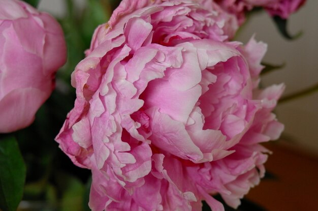 Foto close-up van een roze roos die buiten bloeit