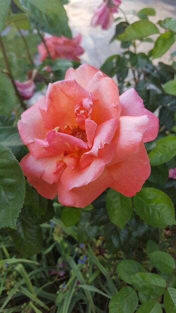 Foto close-up van een roze roos die buiten bloeit