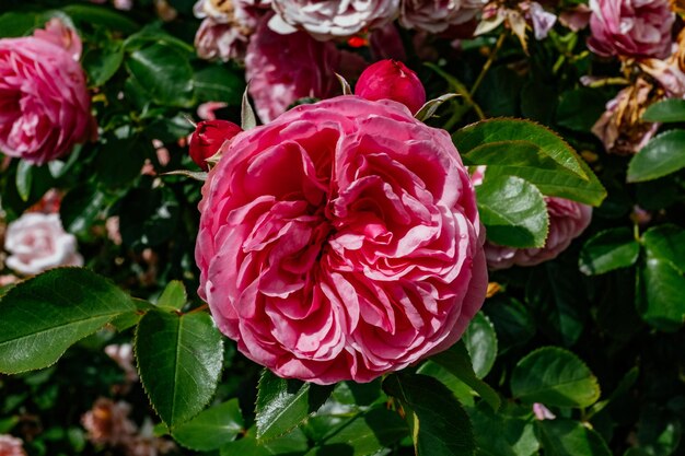 Foto close-up van een roze roos die buiten bloeit