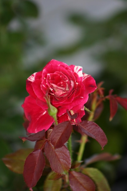 Close-up van een roze roos die buiten groeit