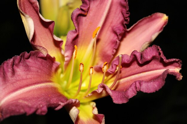 Close-up van een roze roos in bloei