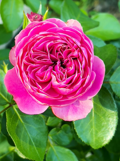 Close-up van een roze roos in de tuin