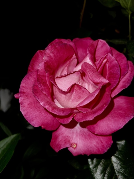 Close-up van een roze roos op een donkere achtergrond Foto van hoge kwaliteit