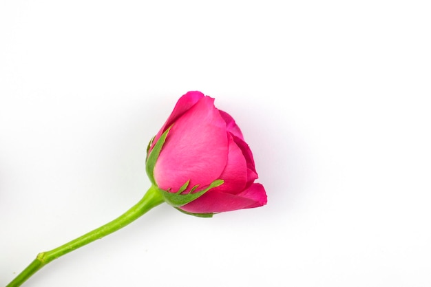 Foto close-up van een roze roos op een witte achtergrond