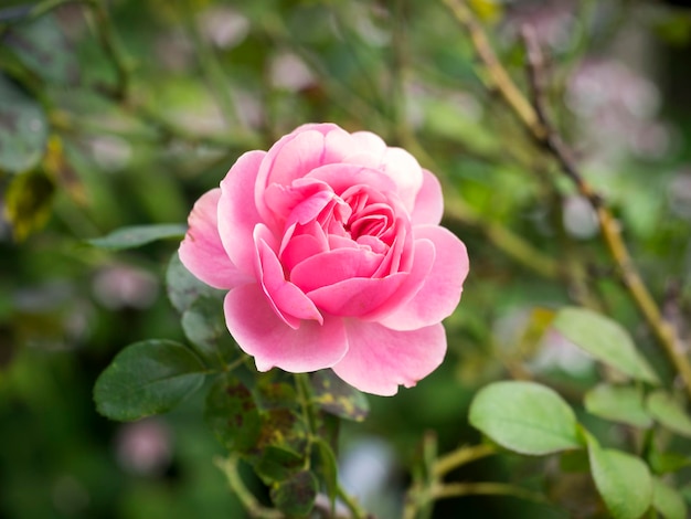 Close-up van een roze roos tegen een wazige achtergrond