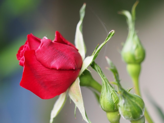 Foto close-up van een roze roos