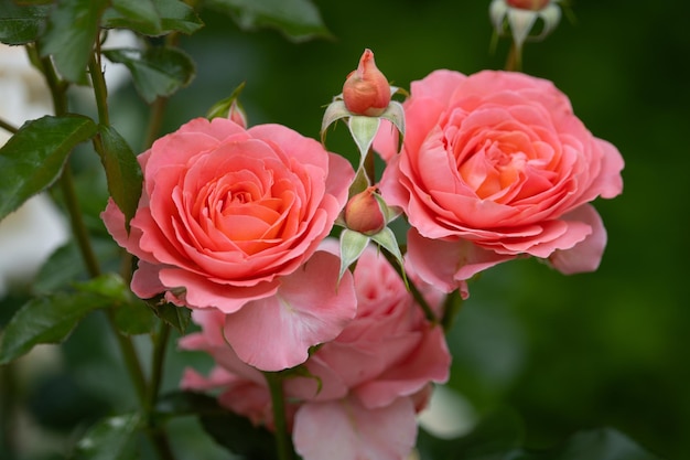 Close-up van een roze roos