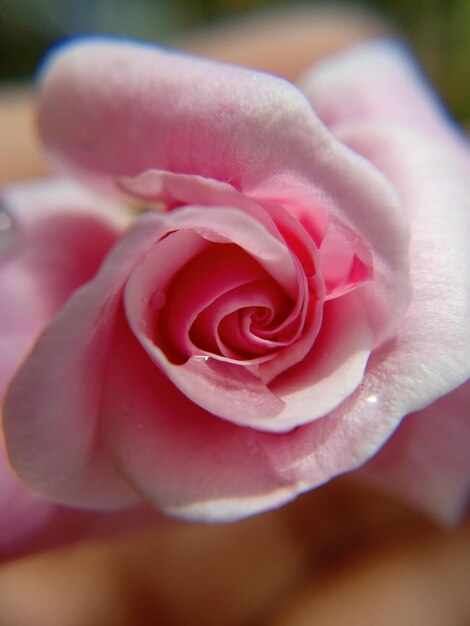 Foto close-up van een roze roos