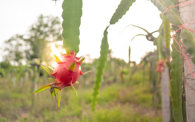Close-up van een roze roos
