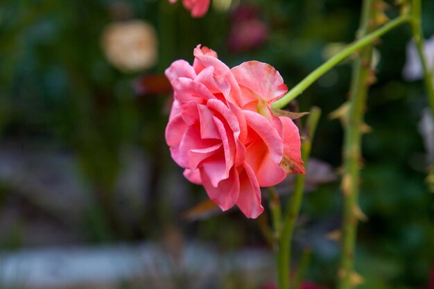 Foto close-up van een roze roos