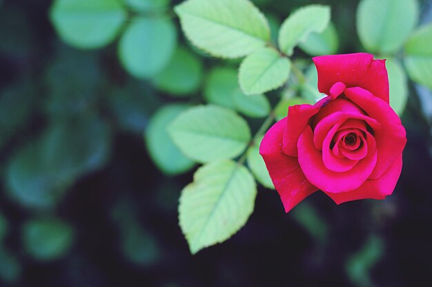 Foto close-up van een roze roos