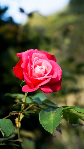 Foto close-up van een roze roos