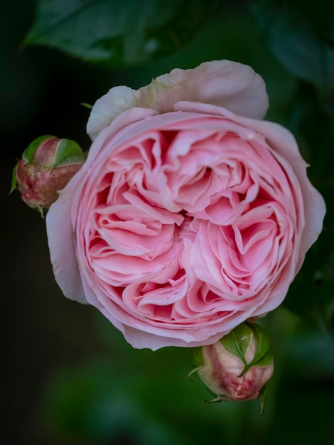 Close-up van een roze roos