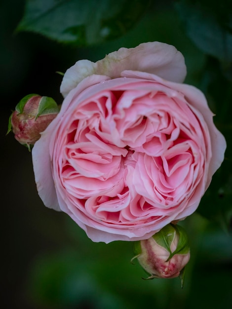 Foto close-up van een roze roos