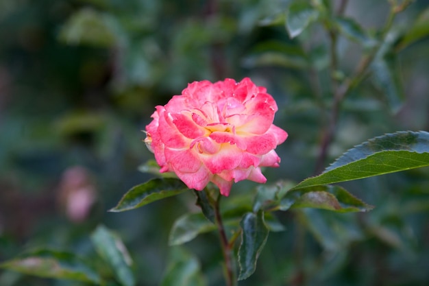 Foto close-up van een roze roos