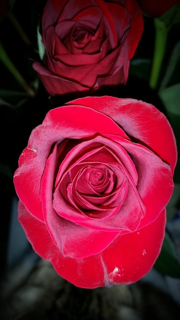 Foto close-up van een roze roos