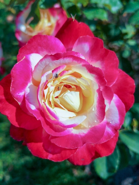 Foto close-up van een roze roos