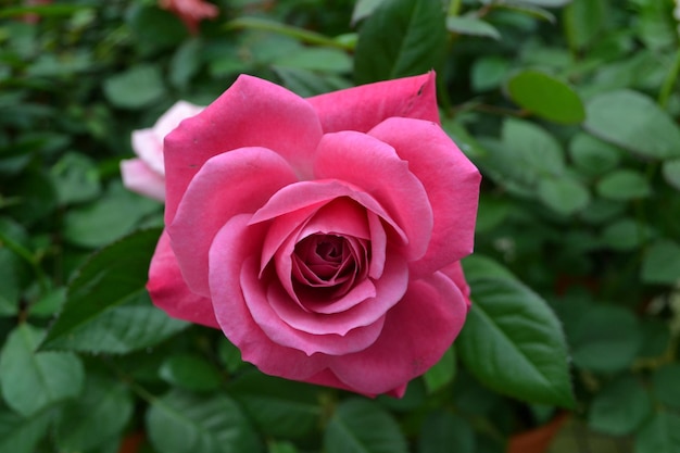 Close-up van een roze roos