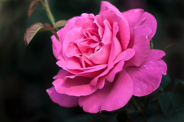 Close-up van een roze roos
