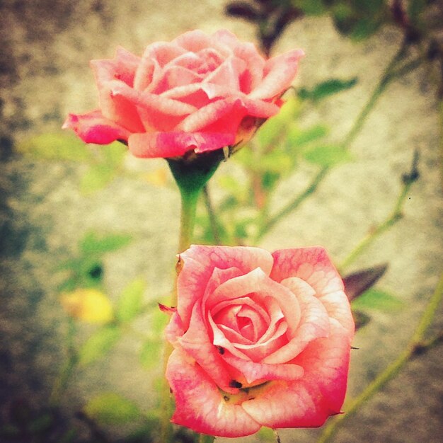 Foto close-up van een roze roos