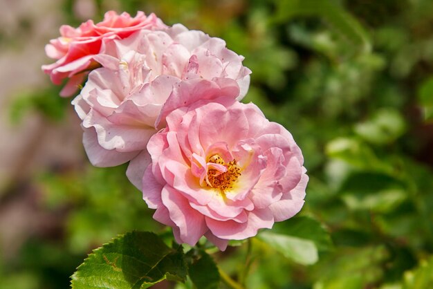 Foto close-up van een roze roos