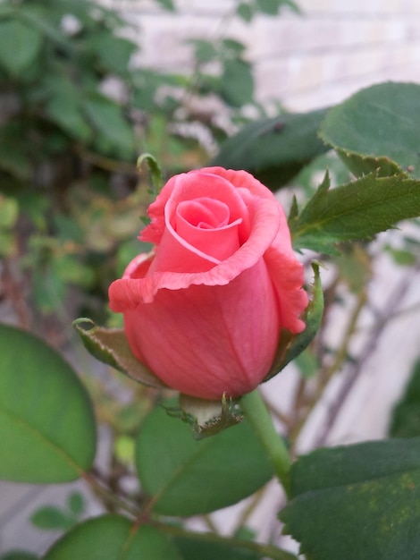 Close-up van een roze roos