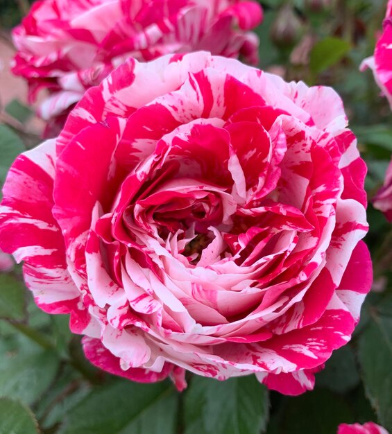 Foto close-up van een roze roos