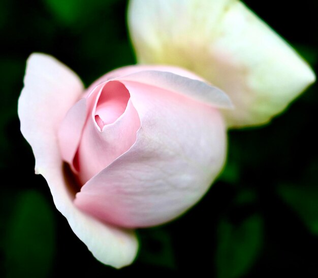 Foto close-up van een roze roos