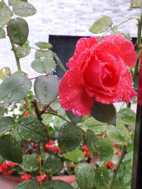 Foto close-up van een roze roos