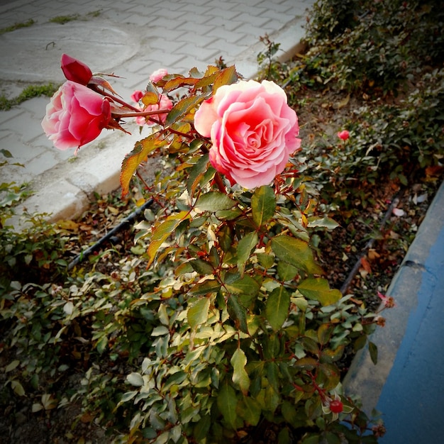 Foto close-up van een roze roos