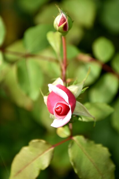 Foto close-up van een roze roos