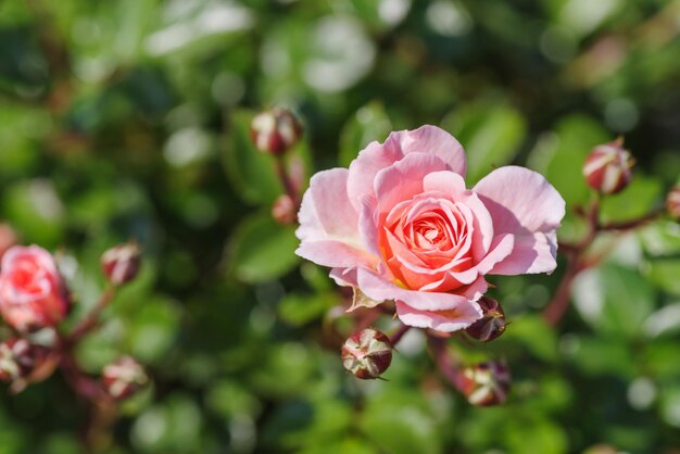 Foto close-up van een roze roos