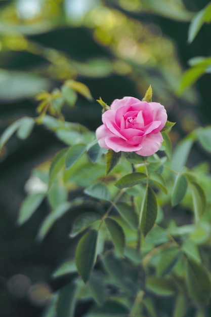 Foto close-up van een roze roos