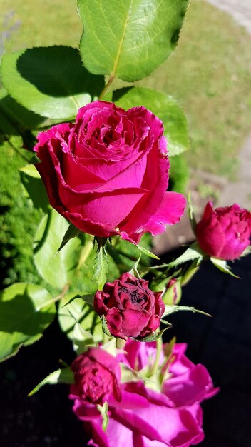 Foto close-up van een roze roos