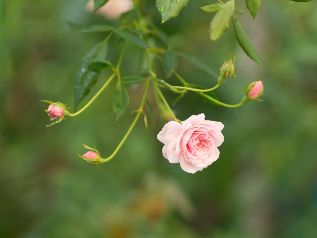 Foto close-up van een roze roos