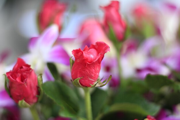 Foto close-up van een roze roos