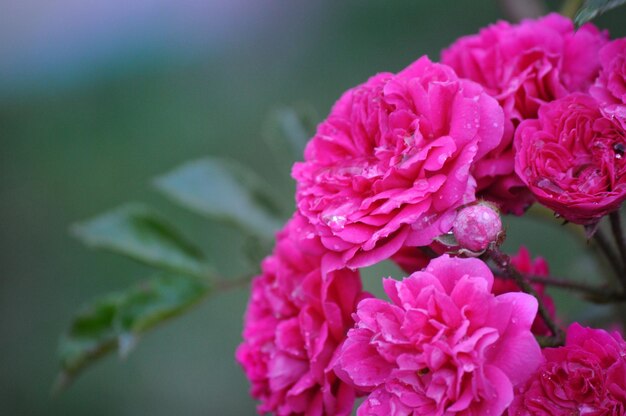 Foto close-up van een roze roosbloem