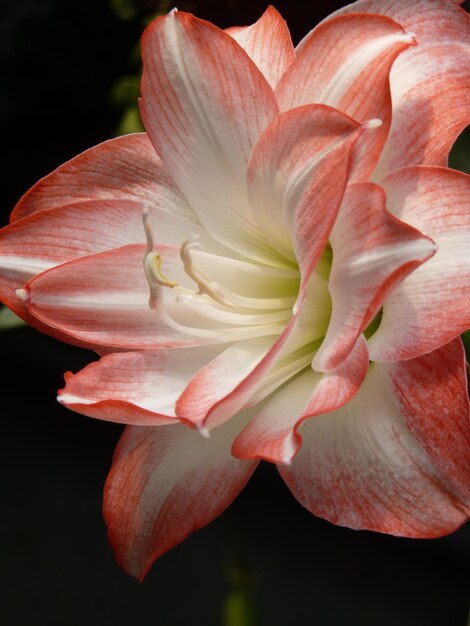 Close-up van een roze roosbloem