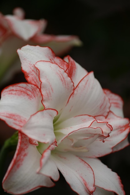 Foto close-up van een roze roosbloem