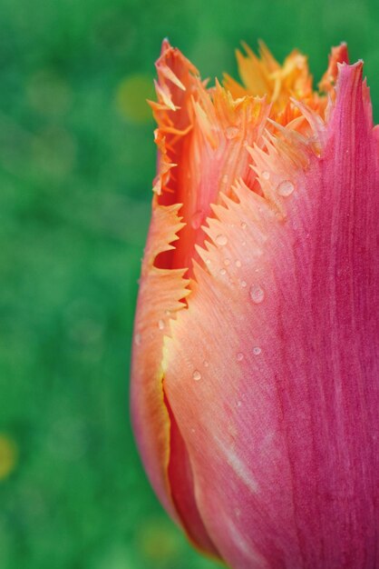 Foto close-up van een roze roosbloem