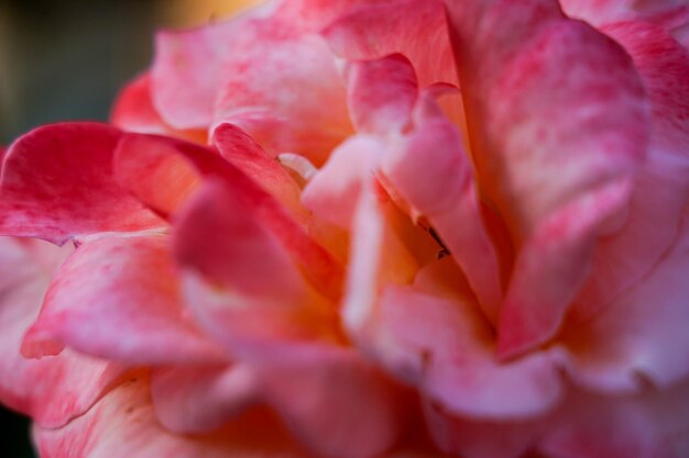 Foto close-up van een roze roosbloem